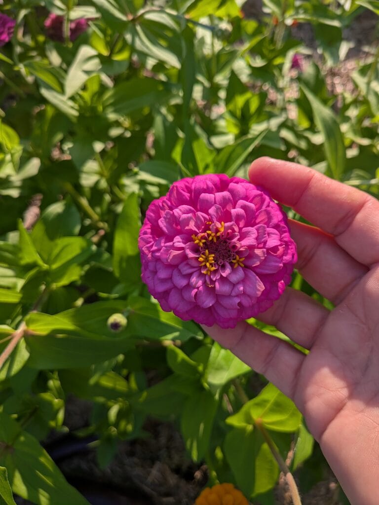 Welcome to Able Journey Farm: Every Bouquet Has a Story